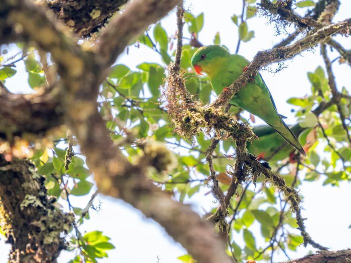  Hình ảnh Blue-fronted Lorikeet ở vùng cao nguyên núi Kapalatmada thuộc tỉnh Buru, Indonesia, vào tháng 4. 