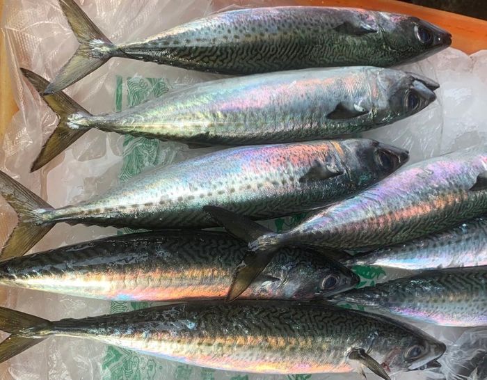  Cá thu, cá thu đao, cá cơm và cá hồi là những nguồn cung cấp Omega-3 dồi dào. Ảnh: Huệ Phân. 