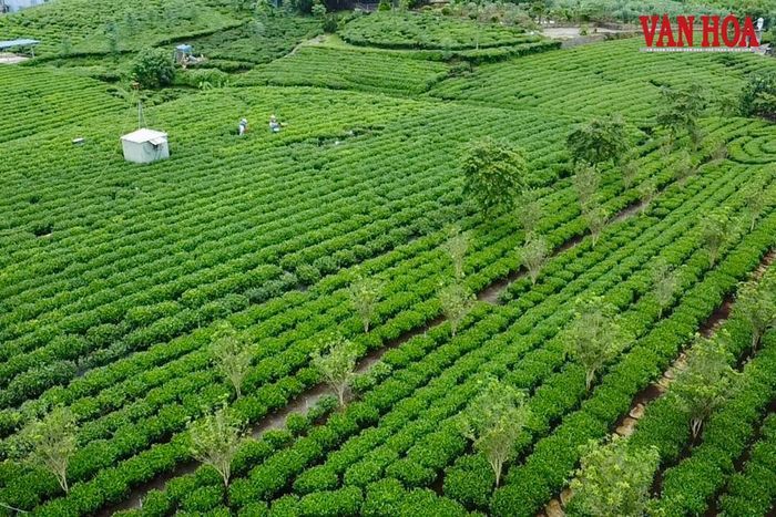 Những đồi chè xanh ngát trải dài