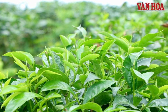 Mỗi sào chè trung du mỗi năm cho khoảng 1 tạ búp khô, sản lượng ít hơn so với chè cành