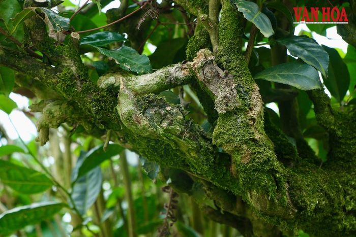 Những gốc chè trung du cổ đã nhuốm màu thời gian, có nhiều cây đã hơn tuổi đời người
