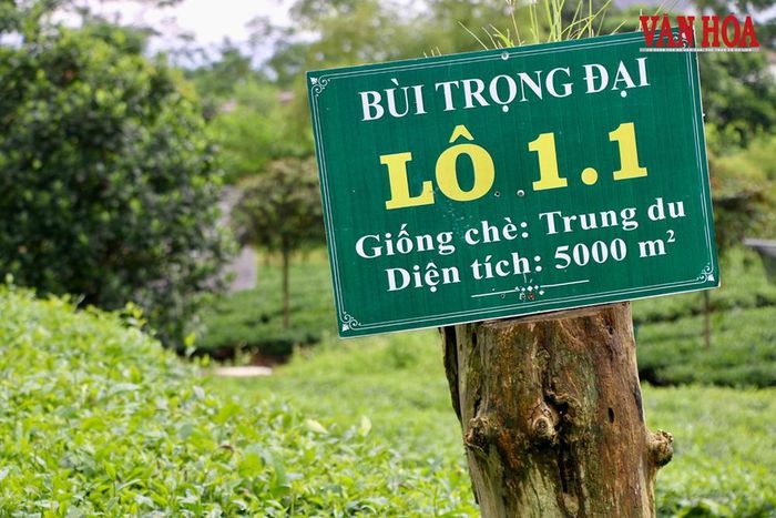 Vườn chè trung du cổ tại xã Tân Cương