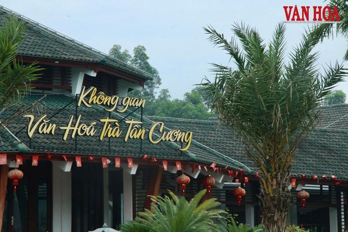 Không gian vùng chè gắn với phát triển du lịch trải nghiệm