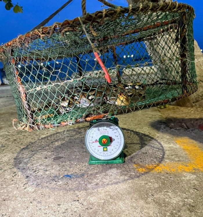 Kiểm tra thể trạng, cân nặng cá thể trăn trước khi thả về môi trường tự nhiên