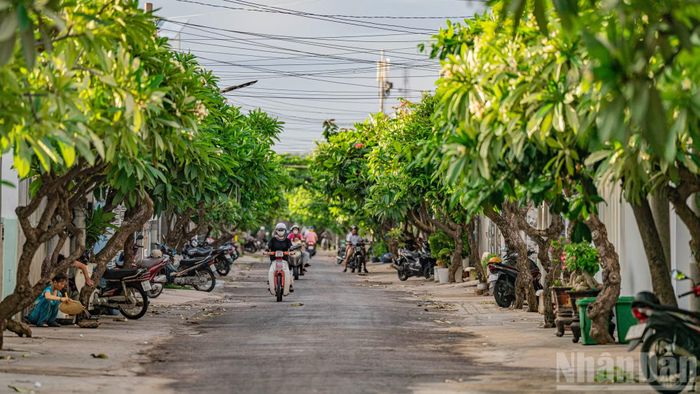 Những con đường làng chài rợp bóng hàng hoa sứ lung linh trong nắng sớm.