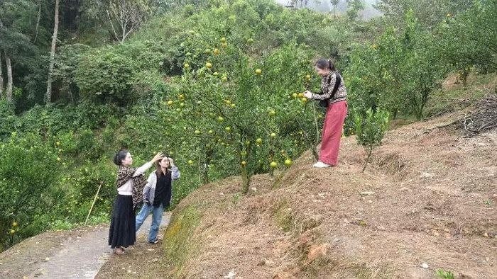 Mô hình trồng Quýt mang lại thu nhập ổn định cho người dân Mường Khương.