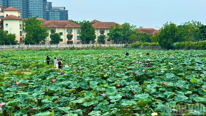 Không chỉ thu hút người dân Thủ đô, mùa sen Hồ Tây còn hấp dẫn nhiều du khách quốc tế. Hình ảnh những tà áo dài bên đầm sen, những gánh hàng hoa rong hay chén trà sen thơm ngát đã góp phần tạo nên dấu ấn riêng của Hà Nội mỗi độ hè về.