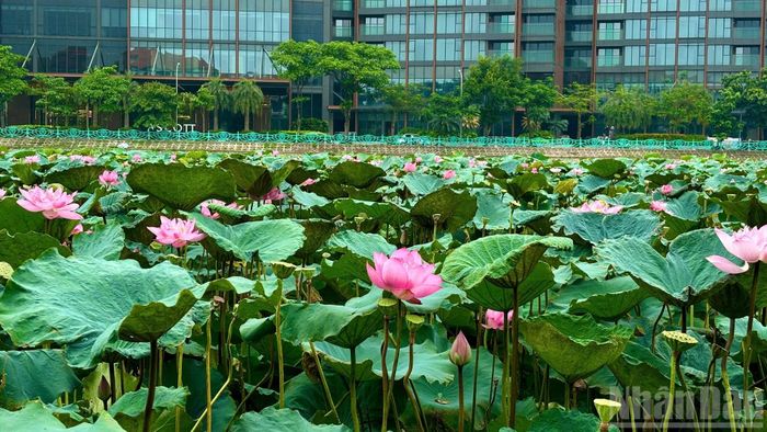 Mùa sen thường bắt đầu từ cuối tháng 5 và kéo dài đến khoảng tháng 8, nhưng thời điểm tháng 6 được xem là lúc sen đẹp nhất.