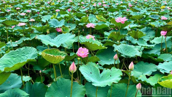 Mùa sen tháng 6 không chỉ mang đến vẻ đẹp thanh tao cho Hồ Tây mà còn góp phần lưu giữ những giá trị văn hóa đặc trưng của Hà Nội. Giữa nhịp sống hiện đại, hương sen đầu hạ vẫn như một nét chấm phá bình yên, khiến nhiều người tìm về để cảm nhận vẻ đẹp rất riêng của Thủ đô.