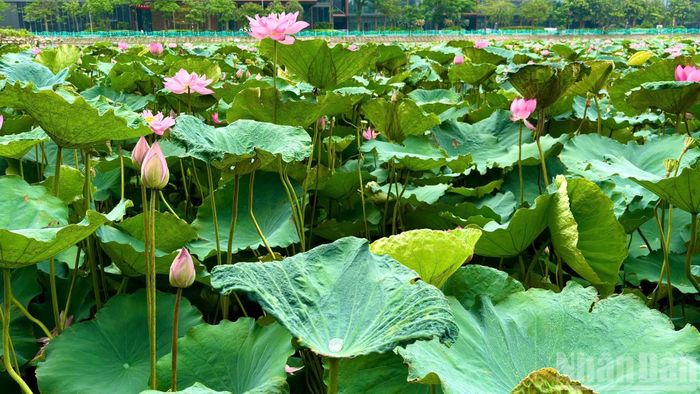 Không chỉ mang vẻ đẹp đặc trưng của mùa hè, sen Hồ Tây còn gắn liền với nét văn hóa lâu đời của người Hà Nội.
