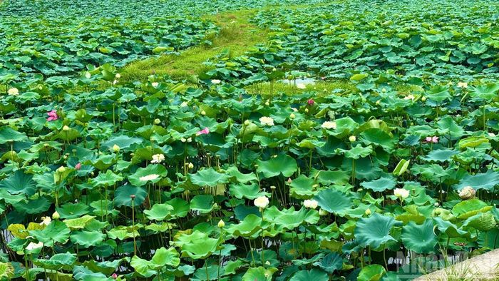 Nổi tiếng nhất là giống sen Bách Diệp với nhiều lớp cánh dày, hương thơm đậm, thường được dùng để ướp trà sen truyền thống.
