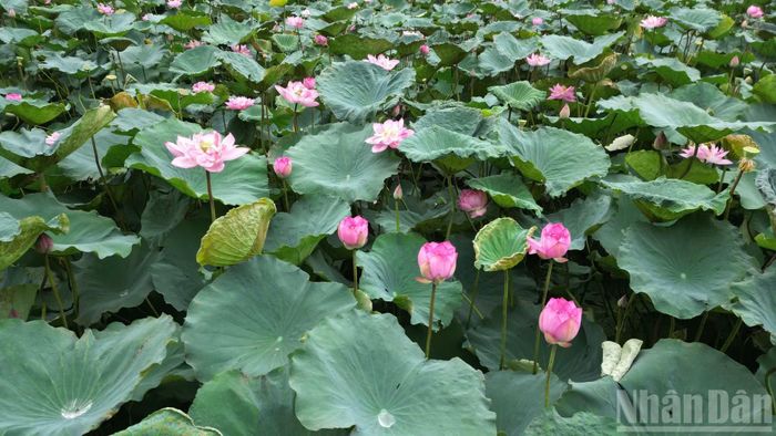 Năm nay thời tiết thuận lợi nên sen nở đúng vụ, bông đều và giữ được hương thơm lâu.
