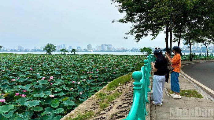 Những ngày này, khu vực đường ven Hồ Tây trở nên nhộn nhịp hơn thường lệ. Đông đảo người dân và du khách tìm đến các đầm sen để tham quan, chụp ảnh, thưởng trà và tận hưởng không khí trong lành của mùa hè Hà Nội.