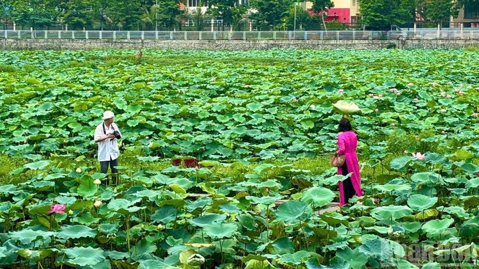 Chị Đặng Ngân H., du khách đến từ phường Hoàn Kiếm cho biết, năm nào chị cũng dành thời gian tới Hồ Tây vào mùa sen. “Giữa nhịp sống đô thị đông đúc, được ngồi bên hồ, ngắm sen nở và hít hà hương thơm khiến tôi cảm thấy rất thư thái. Đây gần như đã trở thành một nét đẹp không thể thiếu của mùa hè Hà Nội”, chị H. nói.