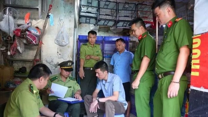 Tổ công tác C05 phối hợp kiểm lâm kiểm tra đột xuất và lập biên bản vi phạm đối với chủ cơ sở kinh doanh chim cảnh tại "chợ chim" dốc Tam Đa (Hà Nội) do buôn bán chim cảnh không rõ nguồn gốc.