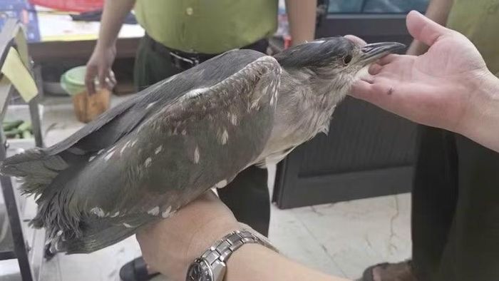 Một cá thể chim hoang dã may mắn được tổ công tác liên ngành Cảnh sát môi trường và kiểm lâm tỉnh Bắc Ninh giải cứu tại một nhà hàng.