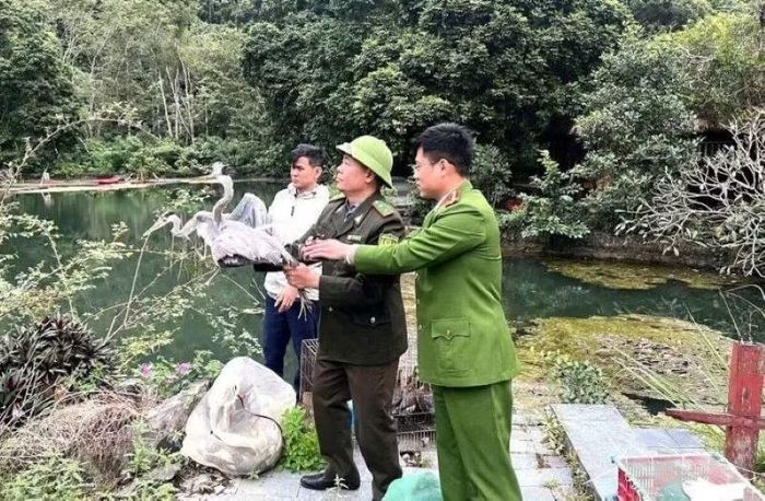 Sau khi thu giữ, lực lượng kiểm lâm và công an Hải Phòng thả những chú chim di cư về môi trường tự nhiên.
