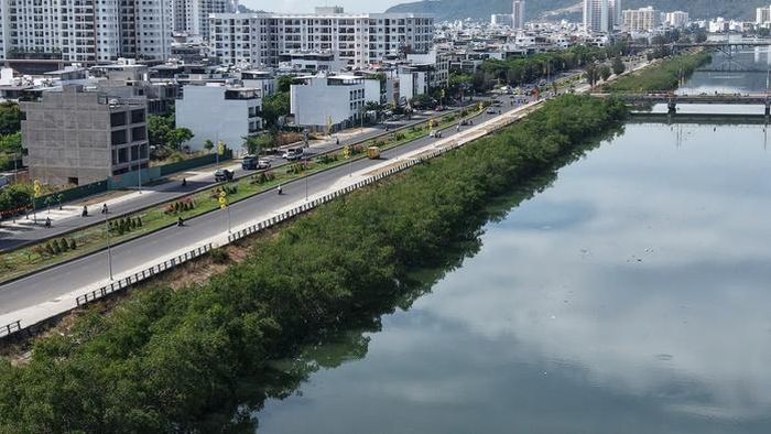 Cần hơn 572 triệu đồng để chặt bỏ hàng cây dọc sông Quán Trường vì không nằm trong thiết kế, nên không thể nghiệm thu