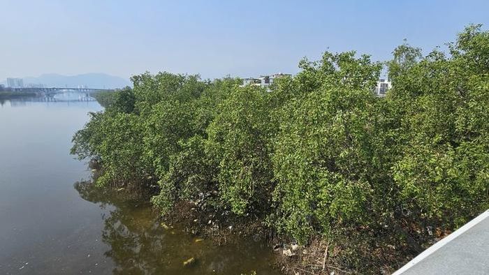 Hàng cây xanh mọc dọc sông Quán Trường