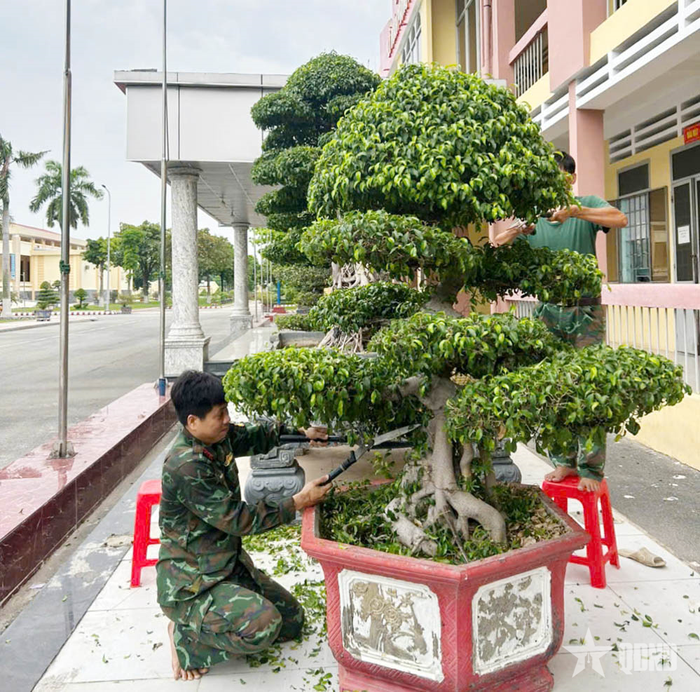 Chiến sĩ tích cực cắt tỉa cây xanh làm đẹp cảnh quan đơn vị.