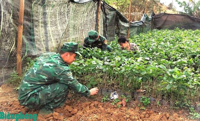Cán bộ Đồn Biên phòng Nghĩa Thuận, Bộ đội Biên phòng tỉnh Tuyên Quang hướng dẫn người dân xã Cán Tỷ chăm sóc cây giống. Ảnh: Hoàng Chính