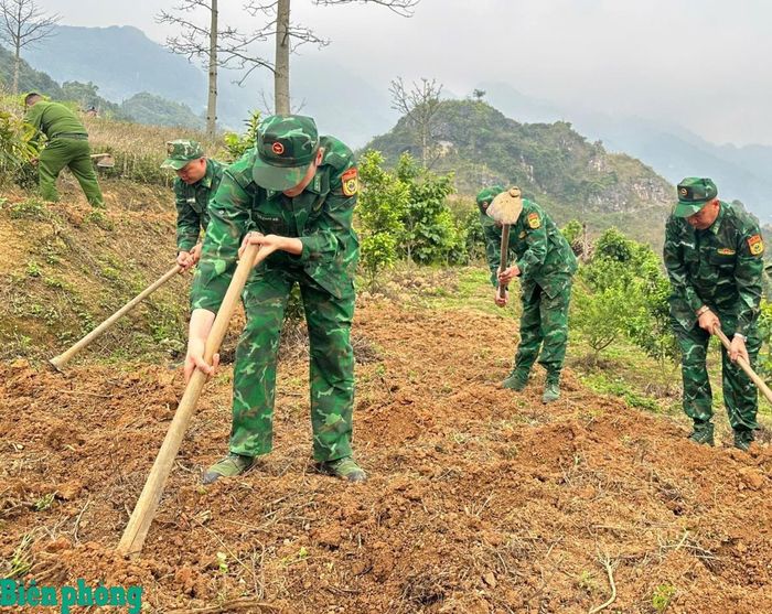 Cán bộ, chiến sĩ Bộ đội Biên phòng tỉnh Tuyên Quang giúp nhân dân ở khu vực biên giới lao động sản xuất. Ảnh: Hoàng Chính