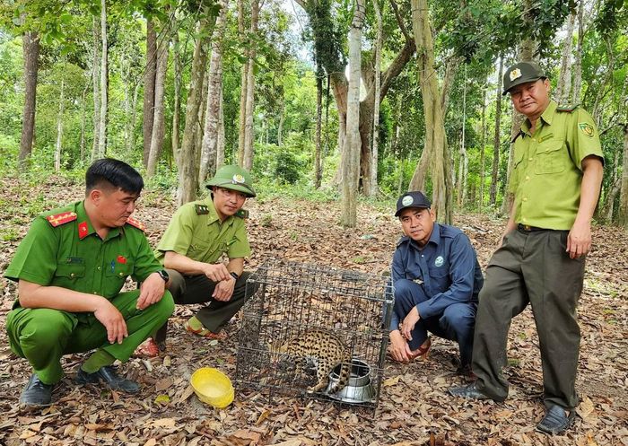 Mèo rừng được thả về với tự nhiên.