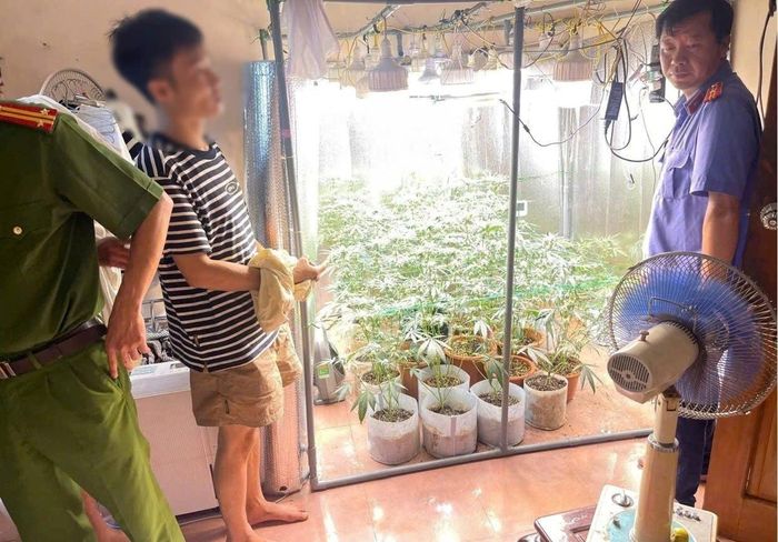 Hệ thống trồng cây cần sa trong nhà của đối tượng Hoàng Quý Nhân. (Ảnh: CAHY).