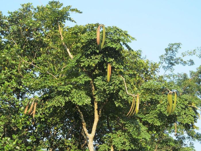 Cây núc nác với quả như thanh kiếm. Ảnh: Phương Đức