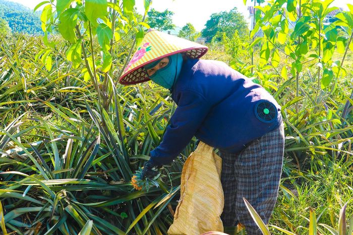 Chị Nguyễn Thị Mai (xã Cẩm Lạc) - lao động thời vụ cho biết: “Những ngày này, chúng tôi bắt đầu thu hoạch dứa từ sáng sớm đến chiều muộn. Công việc tuy khá vất vả nhưng bù lại, mỗi ngày chúng tôi thu nhập khoảng 400.000 đồng".