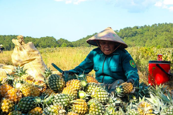 Theo đại diện Tổ hợp tác sản xuất dứa Ngân Hà, đơn vị trồng 20 ha dứa, năng suất ước đạt khoảng 30 tấn/ha. Hiện nay, đơn vị đã thu hoạch được 80% diện tích dứa.
