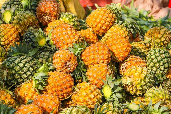 Sau 18 tháng, những trái dứa đã chín vàng và cho thu hoạch.