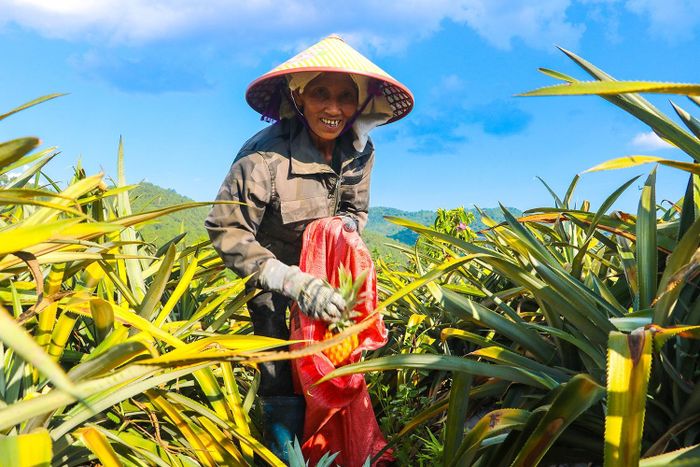  Những ngày này, trên cánh đồng dứa tại thôn Thiện Nộ, xã Cẩm Xuyên, các thành viên của Tổ hợp tác sản xuất dứa Ngân Hà đang hối hả thu hoạch. 