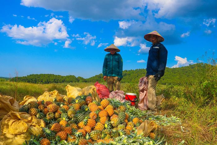 Ông Trương Xuân Hà - Tổ trưởng Tổ hợp tác sản xuất dứa Ngân Hà cho biết: “Với giá bán trung bình 6.000 đồng/kg dứa, mỗi ha có tổng doanh thu gần 180 triệu đồng. Dứa là cây trồng mang lại hiệu quả kinh tế cao, thời gian tới chúng tôi phấn đấu mở rộng diện tích sản xuất thêm 20 ha”.