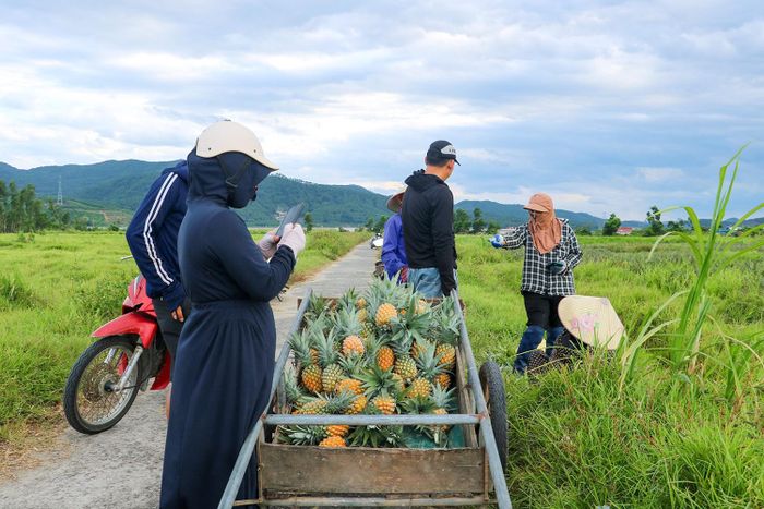 Ông Nguyễn Đình Huy - Chủ tịch Hội Nông dân xã Cẩm Lạc cho hay: "Địa phương đang tiếp tục rà soát các diện tích đất phù hợp để nhân rộng mô hình trồng dứa, từng bước thay thế các diện tích trồng keo, tràm kém hiệu quả, góp phần hỗ trợ người dân phát triển kinh tế, mở ra hướng sản xuất bền vững trong thời gian tới".