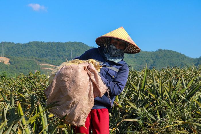 Không khí lao động diễn ra hối hả trên những cánh đồng dứa.