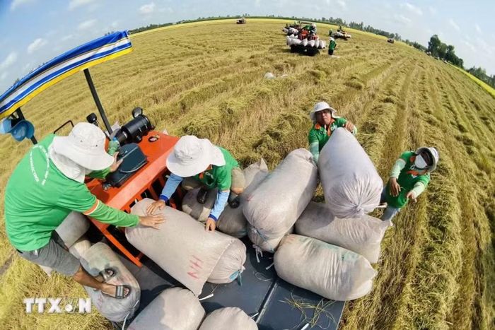 Tổng khối lượng và giá trị xuất khẩu gạo 5 tháng đầu của năm 2026 đạt 4,5 triệu tấn và 2,09 tỷ USD (tăng 6,6% về khối lượng và giảm 3,6% về giá trị so với cùng kỳ năm 2025). (Nguồn ảnh: TTXVN)