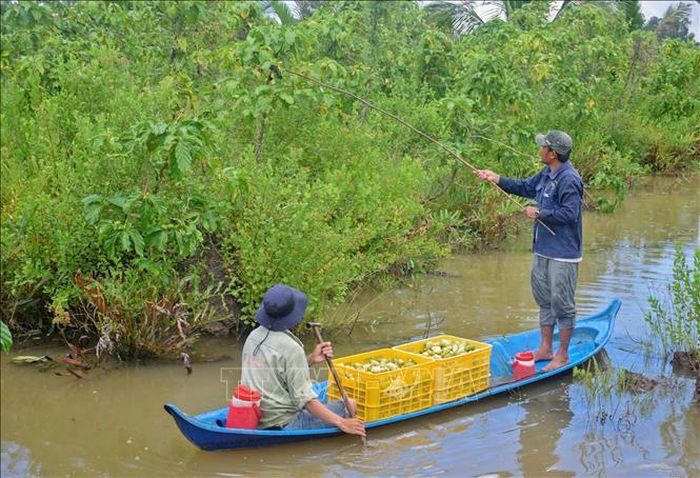 Tận dụng giá trị của tài nguyên bản địa, mô hình khởi nghiệp từ nước cốt của trái nhàu không chỉ giúp cải thiện thu nhập cho nông dân mà sản phẩm đã chinh phục thị trường tiêu thụ tại nhiều quốc gia. Ảnh: Huỳnh Anh/TTXVN