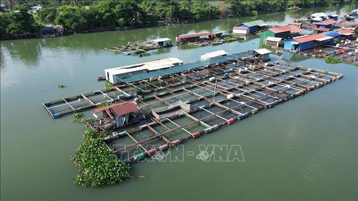 Tình trạng nuôi cá bè tự phát của người dân chiếm gần hết diện tích mặt nước của sông Cái đoạn qua phường Trấn Biên, thành phố Đồng Nai.