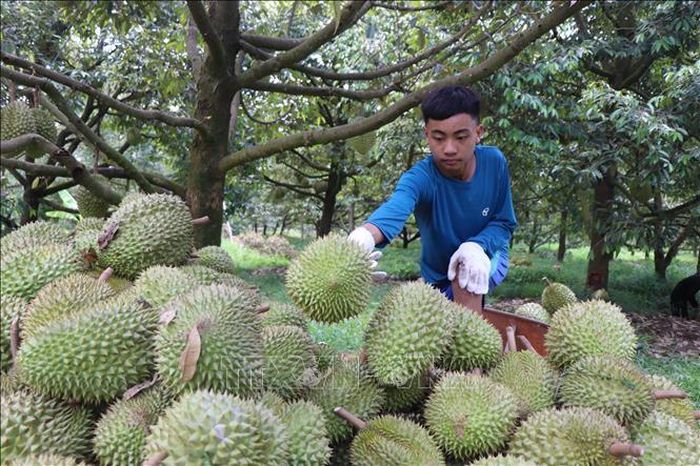 Nhờ ký kết hợp tác thu mua toàn diện với doanh nghiệp tiêu thụ sầu riêng đã giúp giải quyết triệt để bài toán tồn đọng nông sản thời điểm chính vụ. Ảnh: Thu Hiền/TTXVN