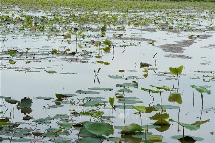 Diện tích trồng sen của anh Ngô Văn Thống, xã Tân Hưng, tỉnh Tây Ninh. Ảnh: Thanh Bình/TTXVN