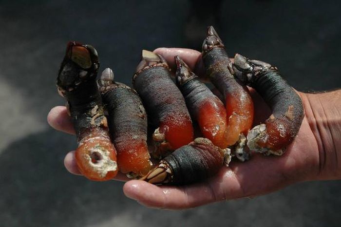 Hà ngỗng còn là đặc sản nổi tiếng tại châu Âu, đặc biệt ở Tây Ban Nha và Bồ Đào Nha, nơi chúng được xem là món ăn xa xỉ trong các nhà hàng cao cấp, với giá có thể lên tới hàng triệu đồng cho một đĩa.