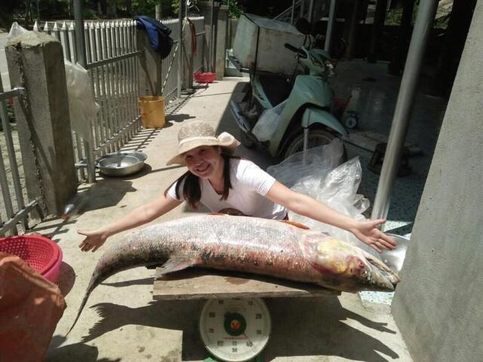 Một con cá Măng sông Đà nặng hàng chục kg vừa được bắt.