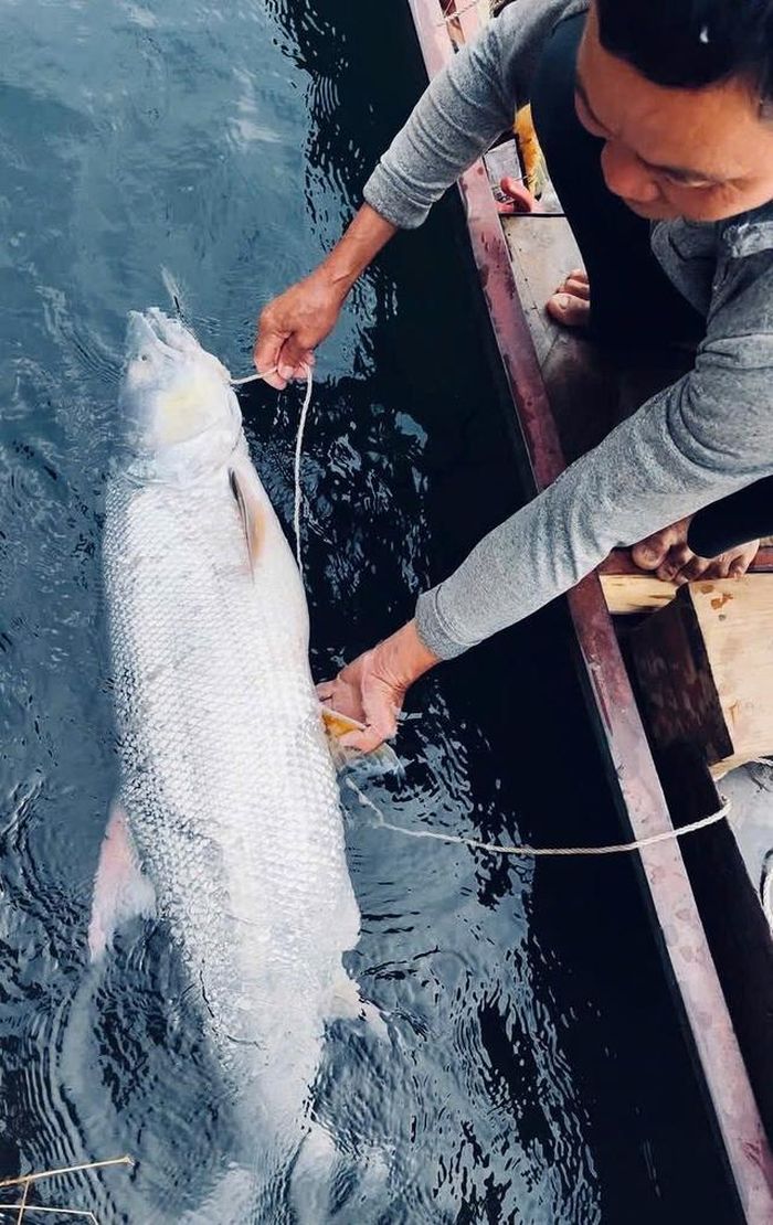 Để bắt được những con cá Măng khoảng 20kg như thế này, dân chài phải chuẩn bị thuyền và ngư cụ chắc chắn. Ảnh: Báo Phú Thọ.