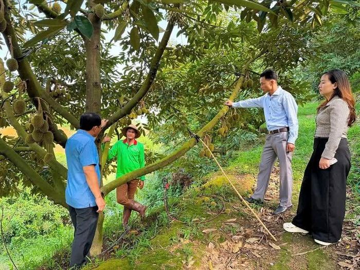 Lãnh đạo Phòng Kinh tế xã Đam Rông 2 và Trung tâm Dịch vụ tổng hợp thăm nông dân sản xuất giỏi Nguyễn Văn Tòng, ở thôn Bằng Lăng.