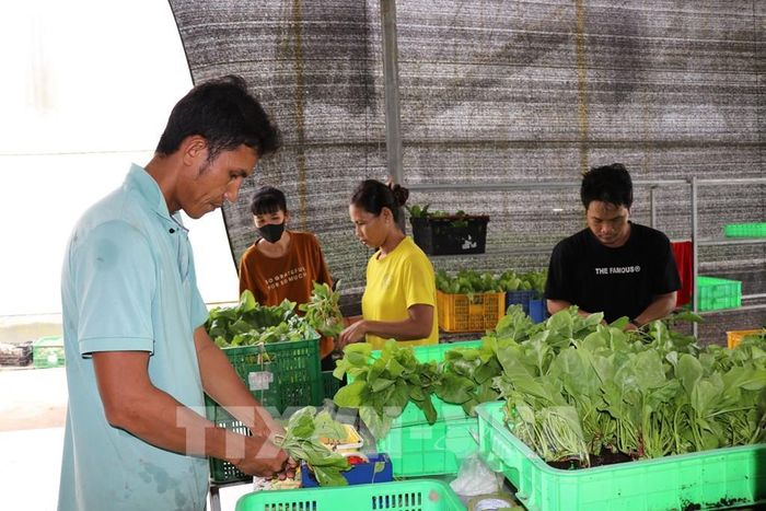Công nhân Công ty TNHH Green Farm (phường Nguyệt Hóa) chuẩn bị rau cung cấp cho siêu thị. Ảnh: Thanh Hòa - TTXVN