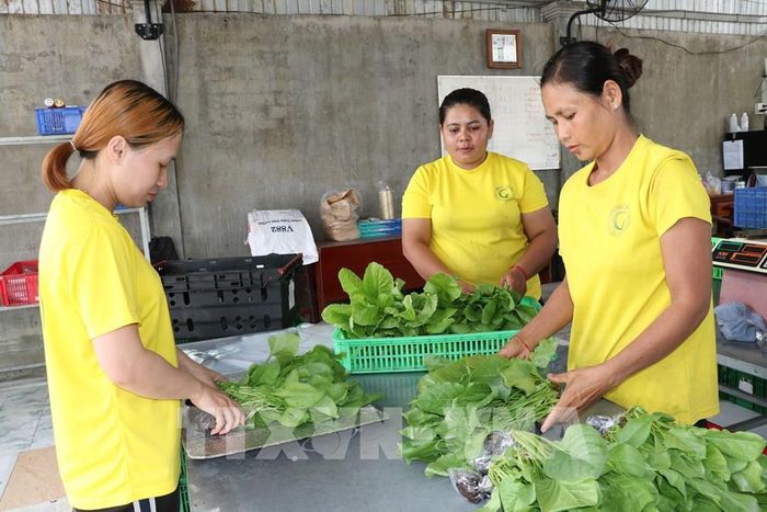 Công nhân Công ty TNHH Green Farm (phường Nguyệt Hóa) chuẩn bị rau cung cấp cho siêu thị. Ảnh: Thanh Hòa - TTXVN