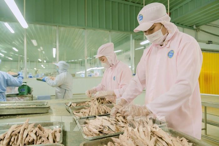 Công nhân làm việc tại Nhà máy thực phẩm đóng hộp KTC thuộc Công ty Cổ phần Thương mại Kiên Giang. Ảnh: Văn Sĩ - TTXVN