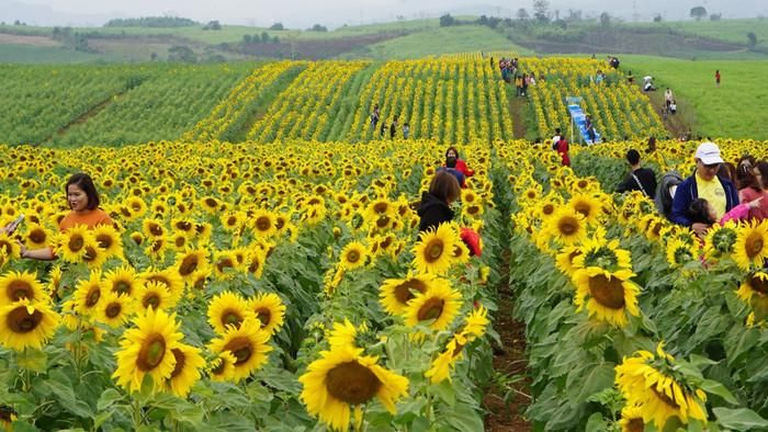 Cánh đồng hoa hướng dương hút khách du lịch.