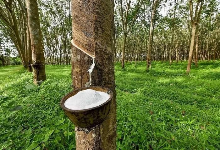 Giá cao su trong nước tiếp tục duy trì trạng thái bình ổn tại các doanh nghiệp lớn